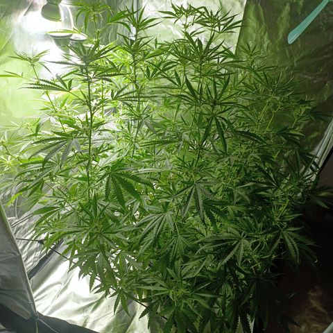 Critical Orange Punch con Scrog en Hidroponia growlog timeline photo