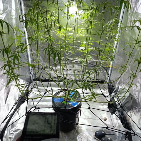 Critical Orange Punch con Scrog en Hidroponia growlog timeline photo