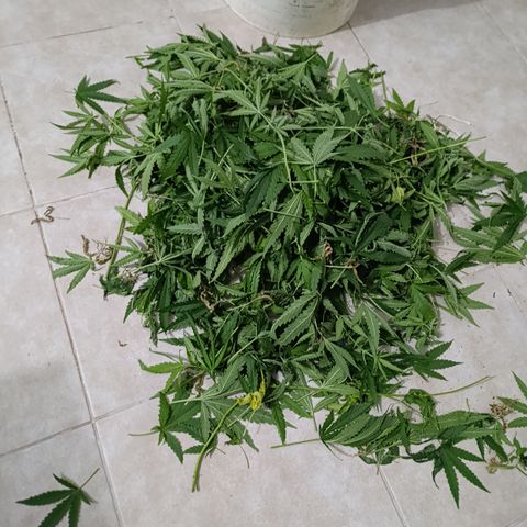 Critical Orange Punch con Scrog en Hidroponia growlog timeline photo
