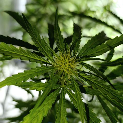 Critical Orange Punch con Scrog en Hidroponia growlog timeline photo