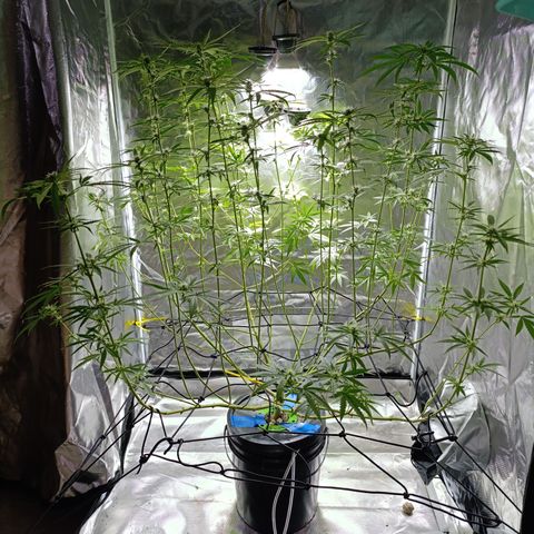 Critical Orange Punch con Scrog en Hidroponia growlog timeline photo