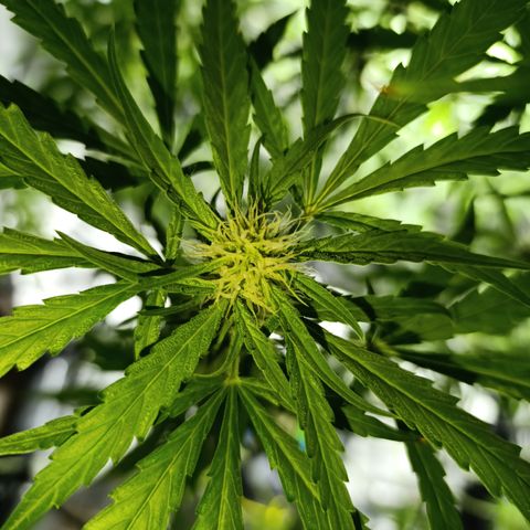 Critical Orange Punch con Scrog en Hidroponia growlog timeline photo