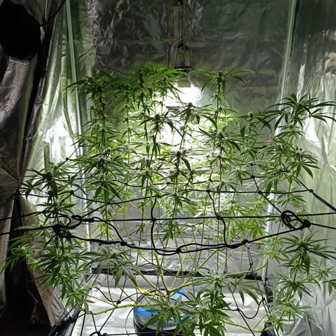 Critical Orange Punch con Scrog en Hidroponia growlog timeline photo