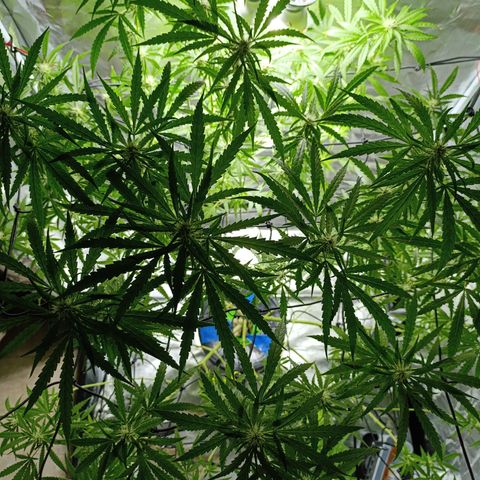 Critical Orange Punch con Scrog en Hidroponia growlog timeline photo