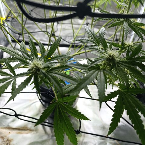 Critical Orange Punch con Scrog en Hidroponia growlog timeline photo