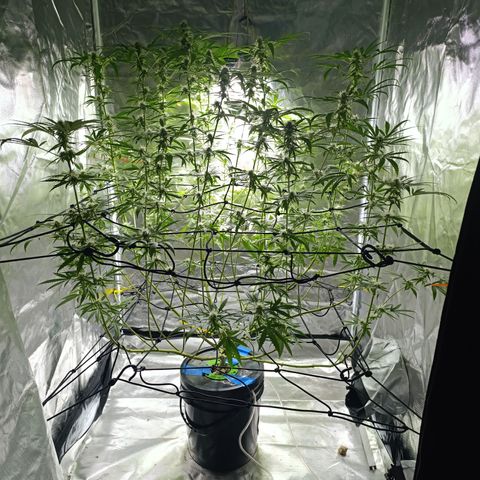 Critical Orange Punch con Scrog en Hidroponia growlog timeline photo
