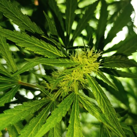Critical Orange Punch con Scrog en Hidroponia growlog timeline photo