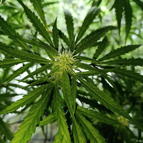 Critical Orange Punch con Scrog en Hidroponia growlog timeline photo