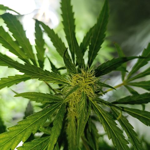 Critical Orange Punch con Scrog en Hidroponia growlog timeline photo