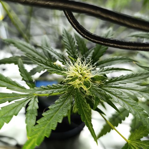 Critical Orange Punch con Scrog en Hidroponia growlog timeline photo