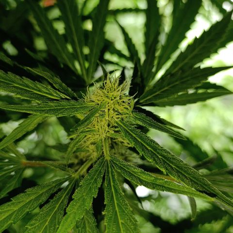 Critical Orange Punch con Scrog en Hidroponia growlog timeline photo