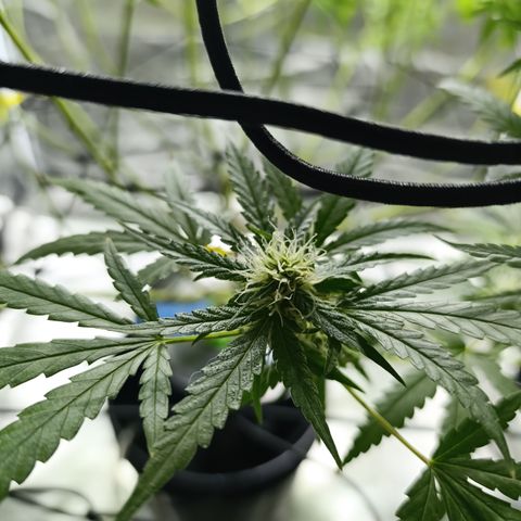 Critical Orange Punch con Scrog en Hidroponia growlog timeline photo