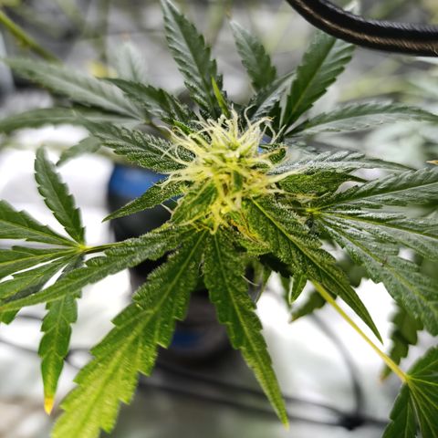 Critical Orange Punch con Scrog en Hidroponia growlog timeline photo