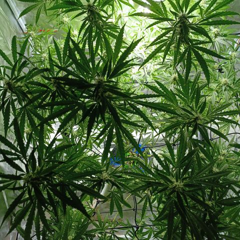Critical Orange Punch con Scrog en Hidroponia growlog timeline photo