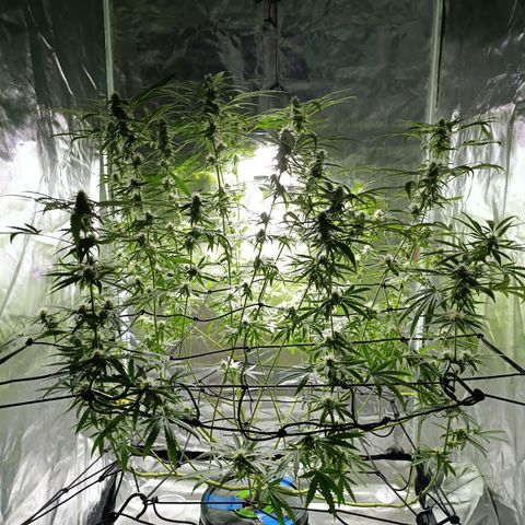 Critical Orange Punch con Scrog en Hidroponia growlog timeline photo