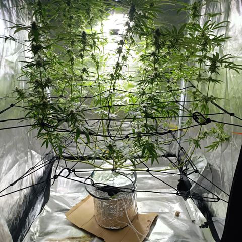Critical Orange Punch con Scrog en Hidroponia growlog timeline photo