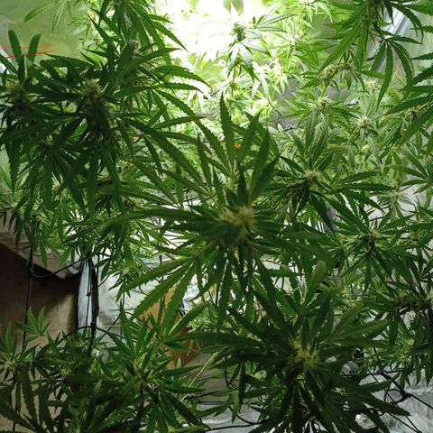 Critical Orange Punch con Scrog en Hidroponia growlog timeline photo