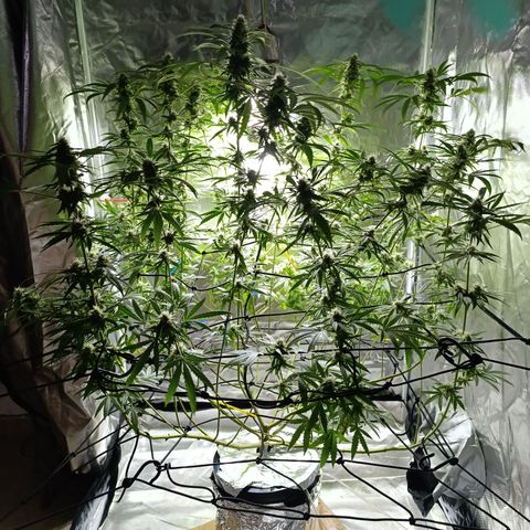 Critical Orange Punch con Scrog en Hidroponia growlog timeline photo