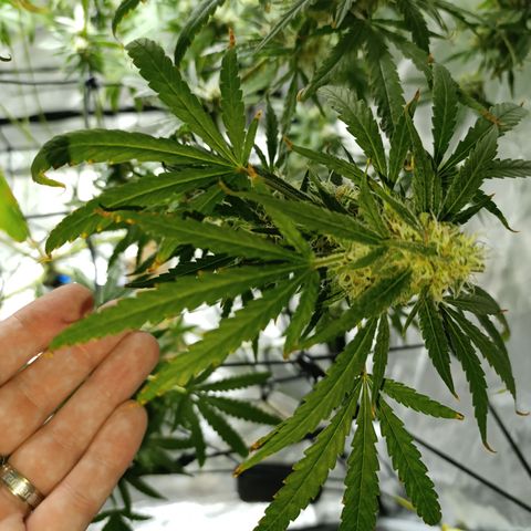 Critical Orange Punch con Scrog en Hidroponia growlog timeline photo