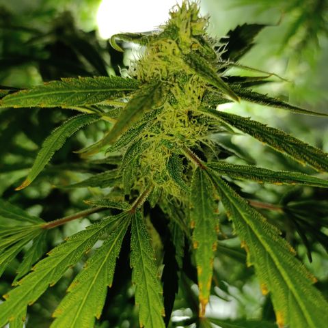 Critical Orange Punch con Scrog en Hidroponia growlog timeline photo