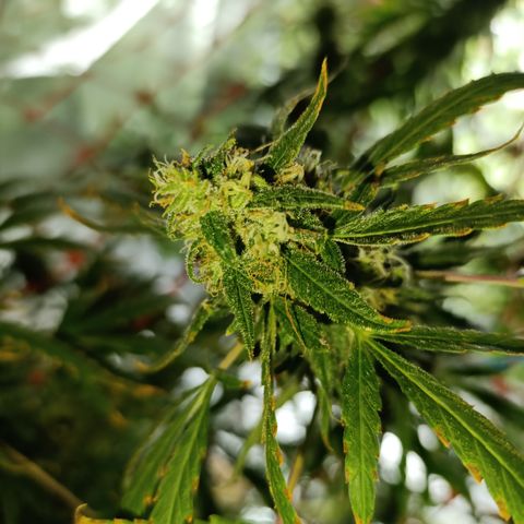 Critical Orange Punch con Scrog en Hidroponia growlog photo: Honestamente no se si es senescencia o si es problemas con la absorcion de nutrientes por un problema de mi medidor de ph. Independientemente ya dentro de nada se la pasa a Power Finish y ya no importa tanto.