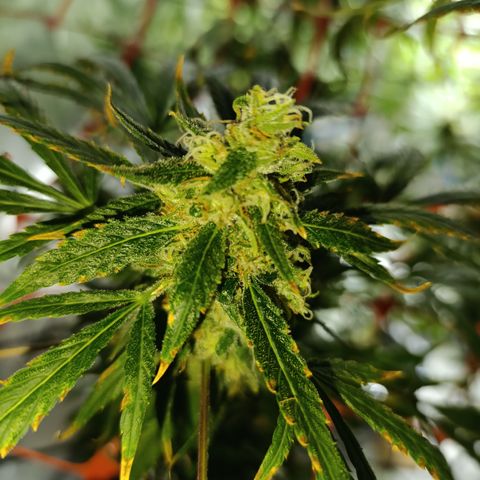 Critical Orange Punch con Scrog en Hidroponia growlog photo: Honestamente no se si es senescencia o si es problemas con la absorcion de nutrientes por un problema de mi medidor de ph. Independientemente ya dentro de nada se la pasa a Power Finish y ya no importa tanto.
