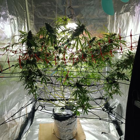 Critical Orange Punch con Scrog en Hidroponia growlog photo: Honestamente no se si es senescencia o si es problemas con la absorcion de nutrientes por un problema de mi medidor de ph. Independientemente ya dentro de nada se la pasa a Power Finish y ya no importa tanto.