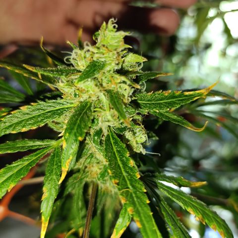 Critical Orange Punch con Scrog en Hidroponia growlog timeline photo