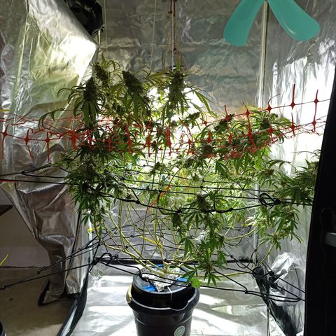 Critical Orange Punch con Scrog en Hidroponia growlog timeline photo