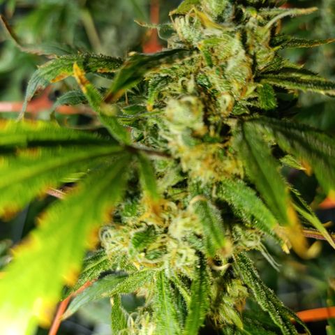 Critical Orange Punch con Scrog en Hidroponia growlog timeline photo