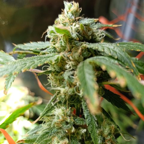 Critical Orange Punch con Scrog en Hidroponia growlog timeline photo