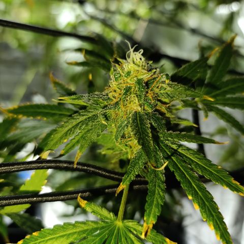 Critical Orange Punch con Scrog en Hidroponia growlog timeline photo