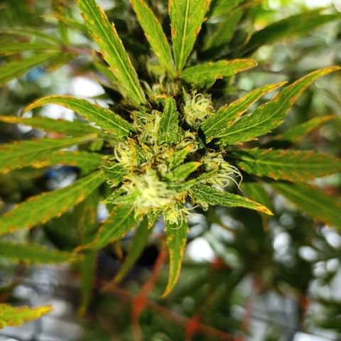 Critical Orange Punch con Scrog en Hidroponia growlog timeline photo