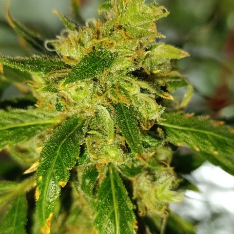 Critical Orange Punch con Scrog en Hidroponia growlog photo: Dia de cosecha