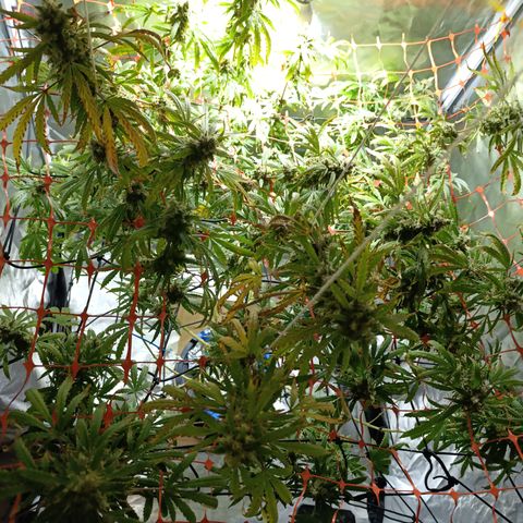 Critical Orange Punch con Scrog en Hidroponia growlog photo: Dia de cosecha