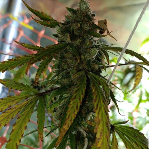 Critical Orange Punch con Scrog en Hidroponia growlog photo: Dia de cosecha