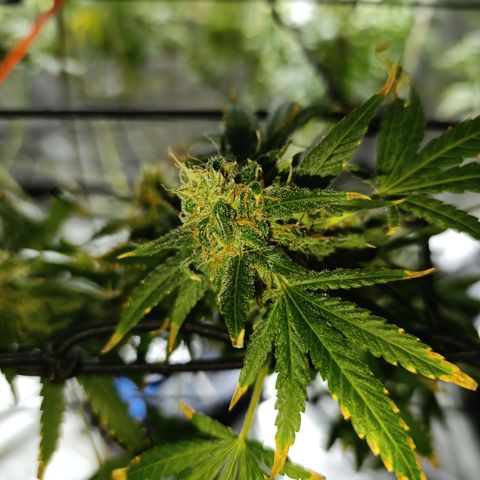 Critical Orange Punch con Scrog en Hidroponia growlog photo: Dia de cosecha