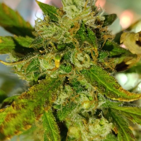 Critical Orange Punch con Scrog en Hidroponia growlog photo: Dia de cosecha
