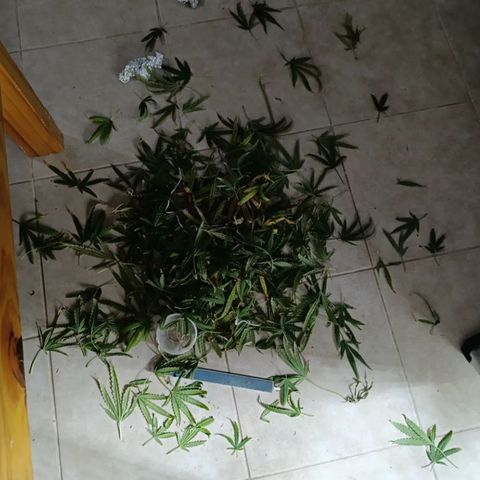 Critical Orange Punch con Scrog en Hidroponia growlog photo: Asi la dejo