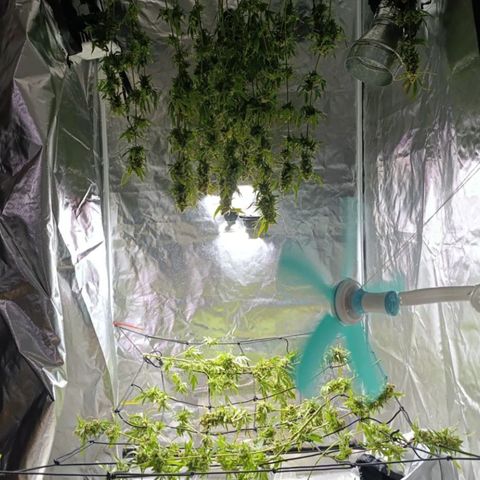 Critical Orange Punch con Scrog en Hidroponia growlog photo: Asi la dejo