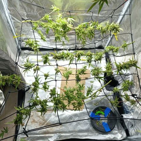 Critical Orange Punch con Scrog en Hidroponia growlog photo: Asi la dejo