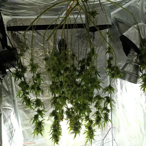 Critical Orange Punch con Scrog en Hidroponia growlog photo: Asi la dejo
