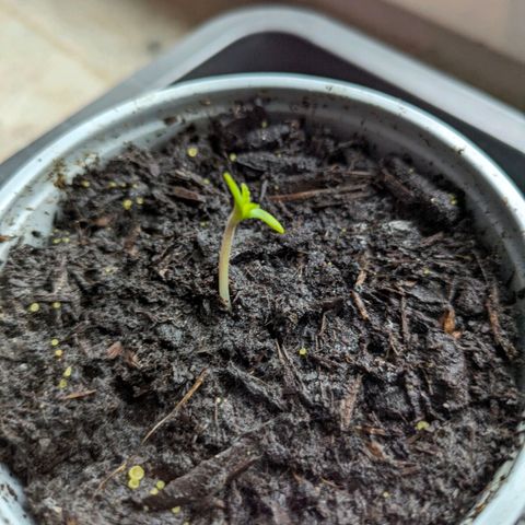 Starting small critical automatic growlog timeline photo