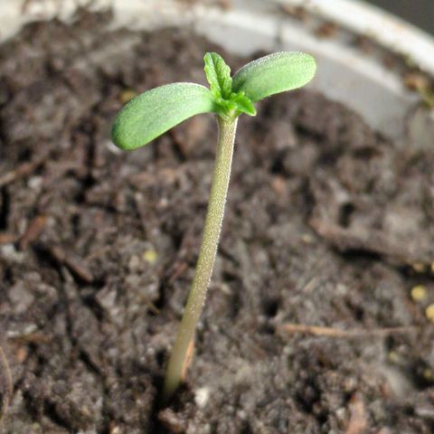 Starting small critical automatic growlog timeline photo