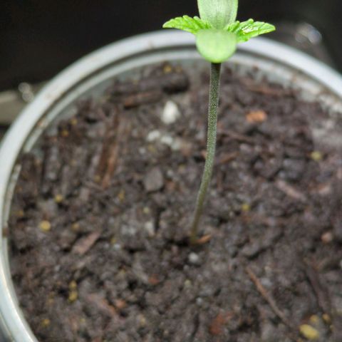 Starting small critical automatic growlog timeline photo