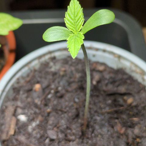 Starting small critical automatic growlog timeline photo