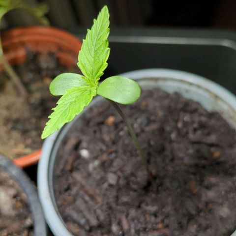 Starting small critical automatic growlog timeline photo