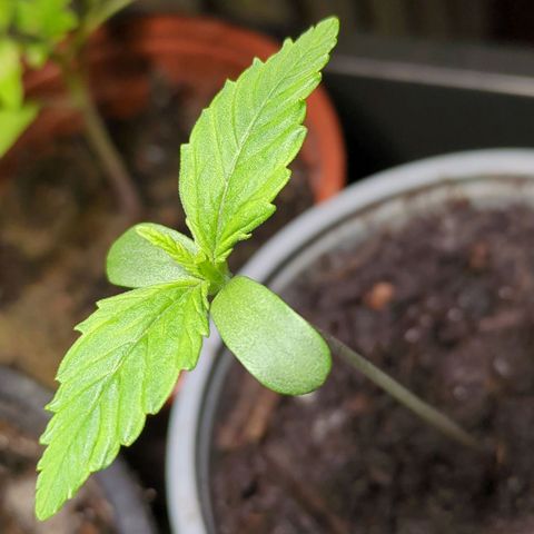 Starting small critical automatic growlog timeline photo