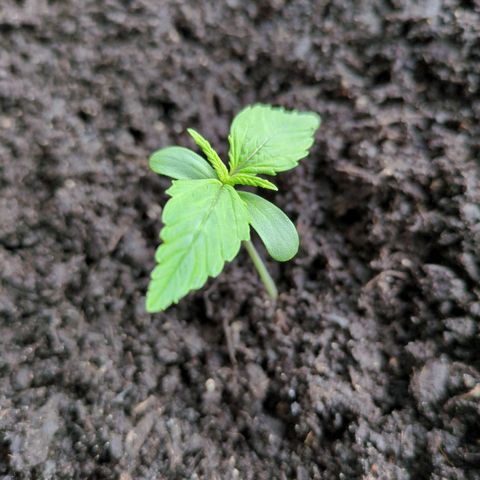 Starting small critical automatic growlog timeline photo