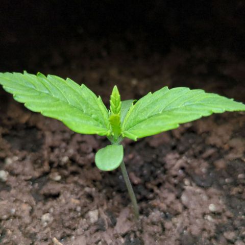 Starting small critical automatic growlog timeline photo